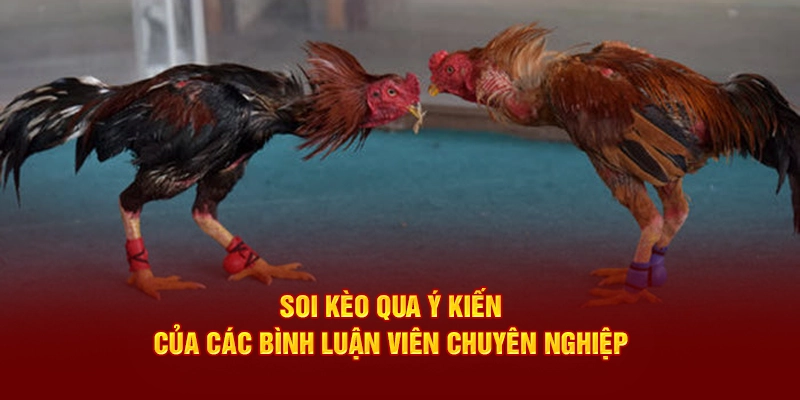 Soi kèo qua ý kiến của các bình luận viên chuyên nghiệp 